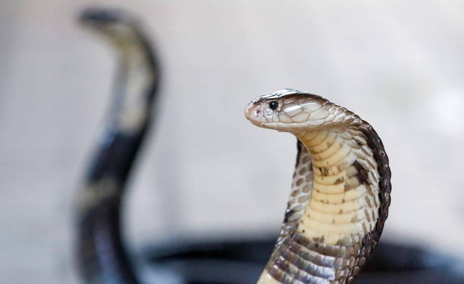 Misrda ilon chaqishidan turist vafot etdi